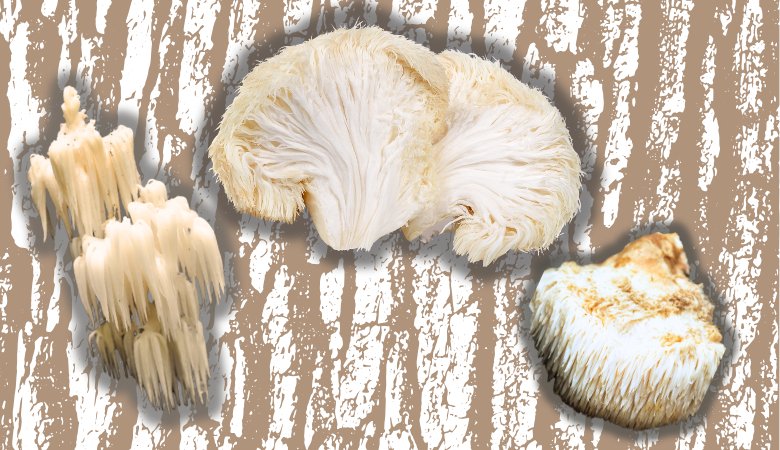3 Common Lion's Mane Look-Alikes (+ How to Identify Them) - Lucid™