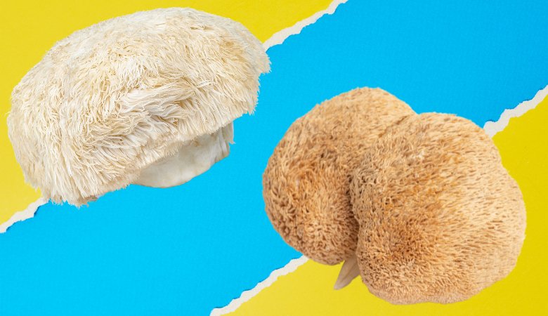 Bears Head Tooth Mushroom vs Lions Mane (Identification, Benefits, & More) - Lucid™