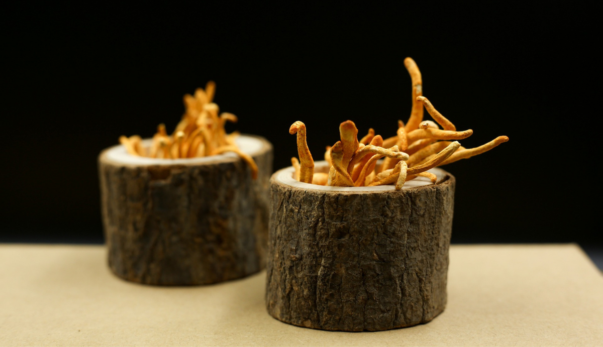 Cordyceps Sinensis vs Militaris: Comparing Benefits, Risks, & More - Lucid™