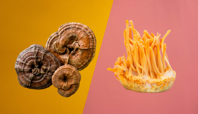 cordyceps vs reishi benefits cover photo