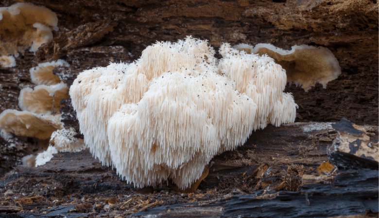 Is Lion’s Mane Psychedelic? - Lucid™