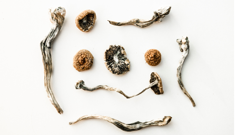 Types of Psychedelic Mushrooms Cover Photo
