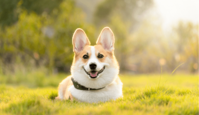 Reishi Mushroom for Dogs (Uses, Side Effects, Precautions) - Lucid™