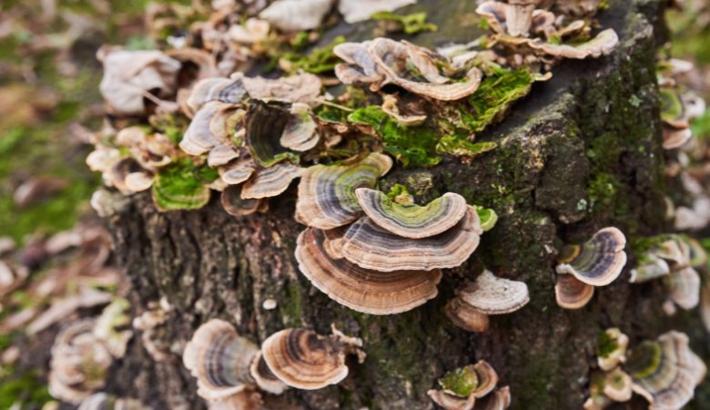 Turkey Tail Mushroom for Cancer: What the Research Says - Lucid™