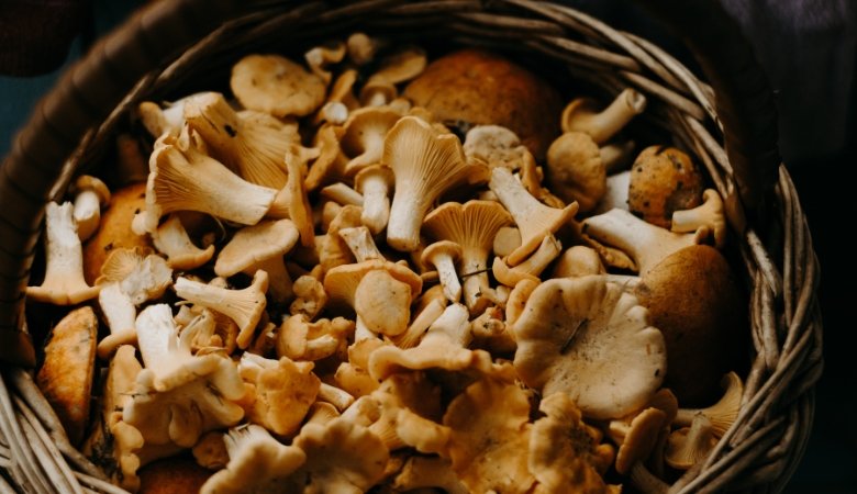 Are Mushrooms Good for You? - Lucid™