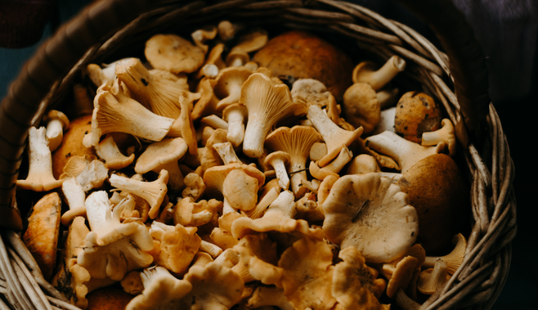 Are Mushrooms Good for You Cover Photo