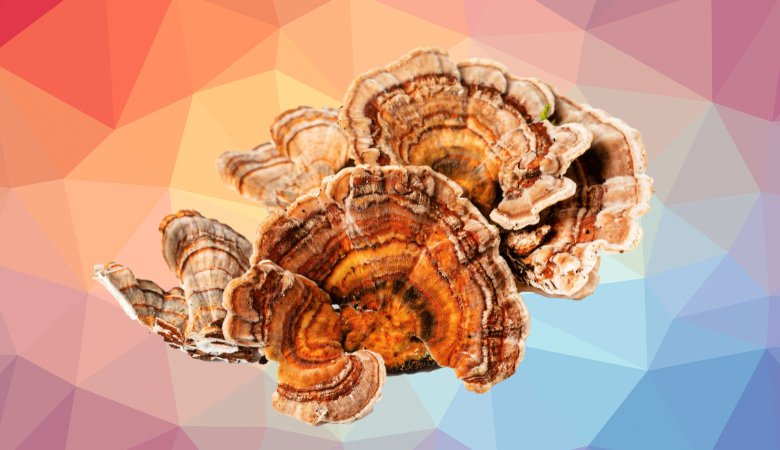 Can You Eat Turkey Tail Mushrooms Safely? - Lucid™