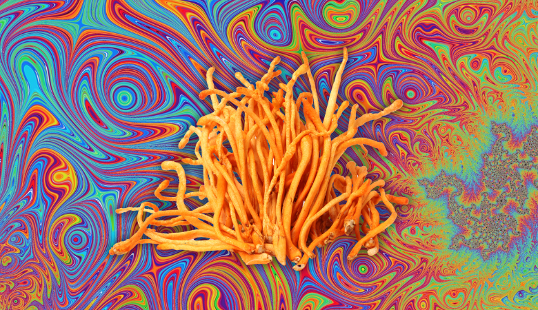Cordyceps Psychedelic Cover Photo