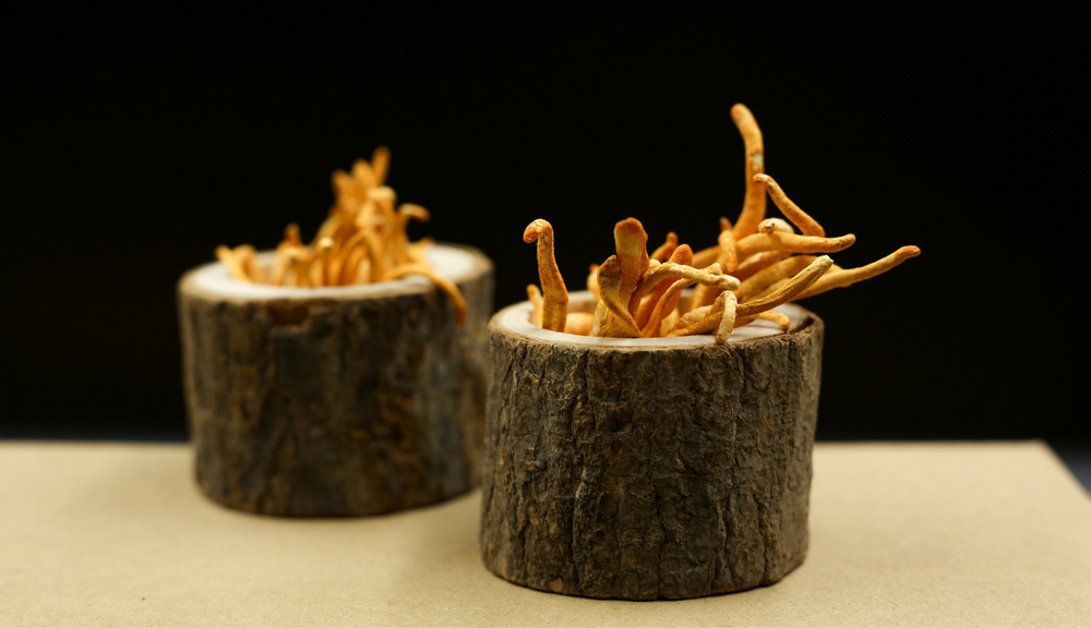 Cordyceps Sinensis  vs Militaris: Comparing Benefits, Risks, & More - Lucid™