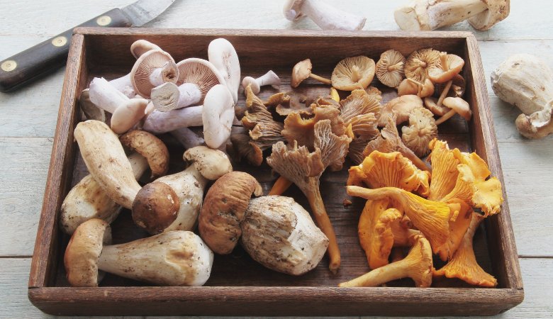 Functional Mushroom Benefits: What to Expect from Lion's Mane, Cordyceps, and More - Lucid™