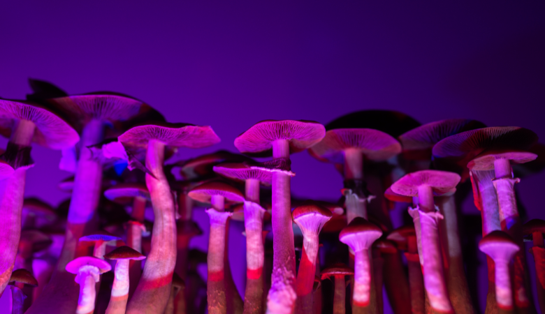 Hallucinogenic Mushrooms: The Ultimate Guide