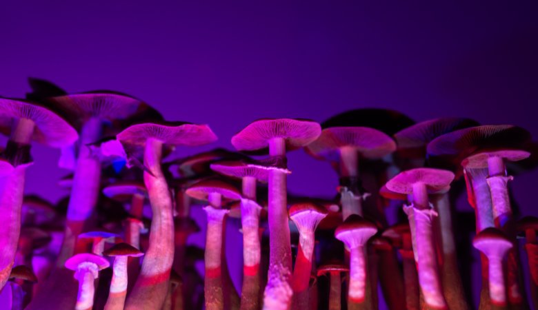 Hallucinogenic Mushrooms: The Ultimate Guide - Lucid™