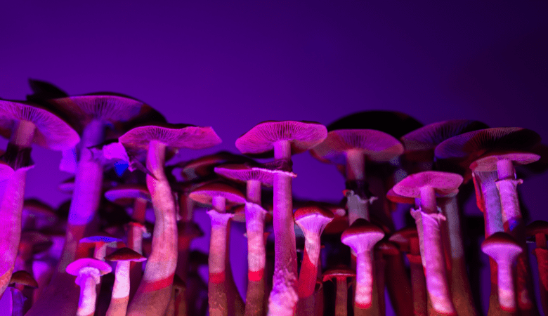 Hallucinogenic Mushrooms: The Ultimate Guide - Lucid™