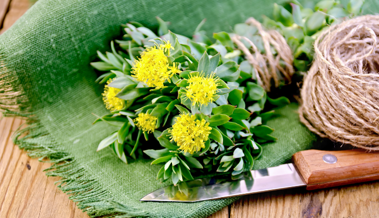 how long does rhodiola stay in your system cover photo