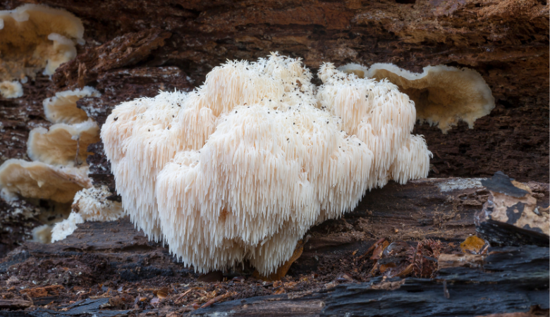 Is Lion's Mane Mushroom a Psychedelic Cover Photo