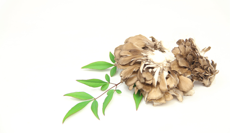 Maitake D-Fraction Benefits Cover Photo