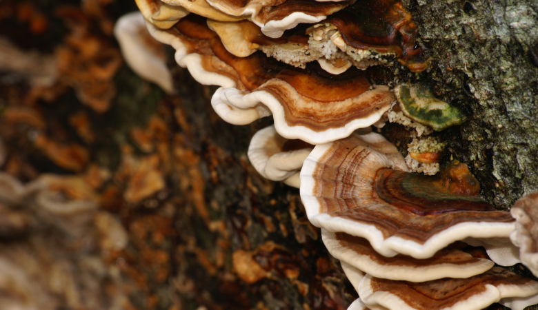 Health Benefits of Mushroom Polysaccharides Cover Photo