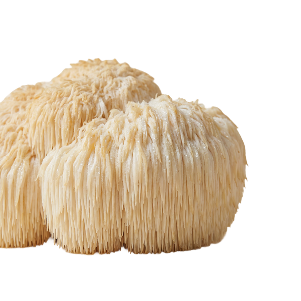 Lion's Mane