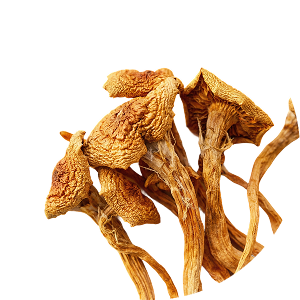 Cordyceps