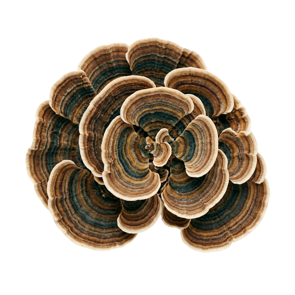 Turkey Tail
