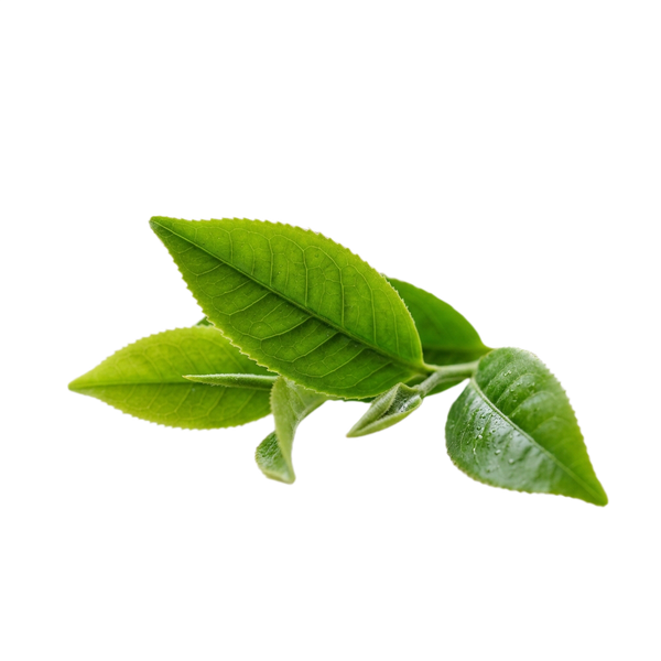 L-Theanine
