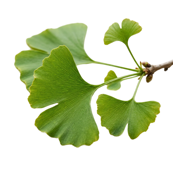 Ginkgo Biloba